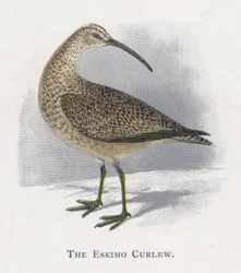 The Eskimo Curlew